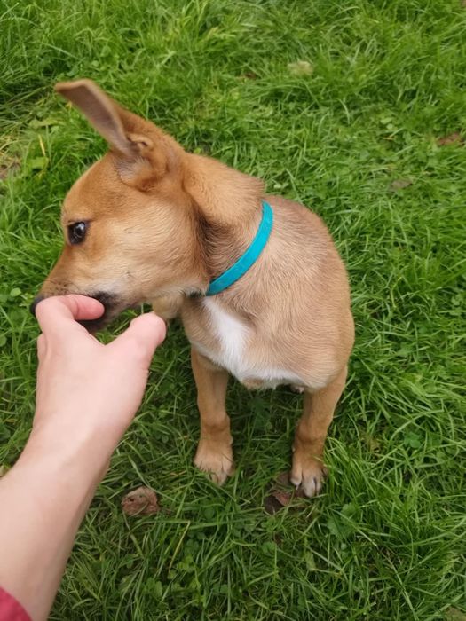 Віддамо 4 місячного хлопчика в добрі руки