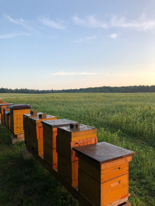 Przezimowane rodziny pszczele