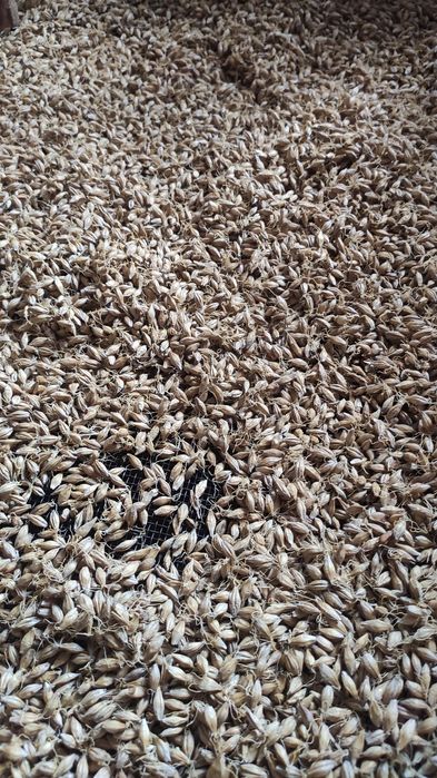 Słód jęczmienny eko