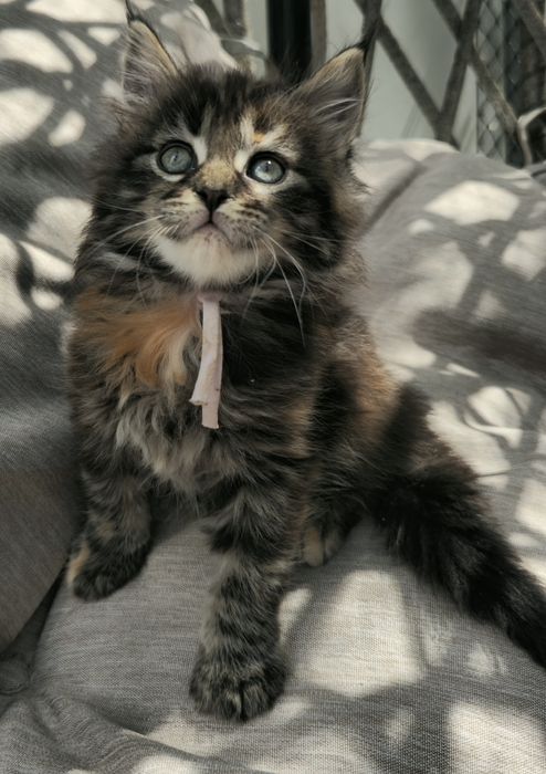 Kocieta Maine coon  kotki do odbioru w lipcu możliwa opcja do hodowli
