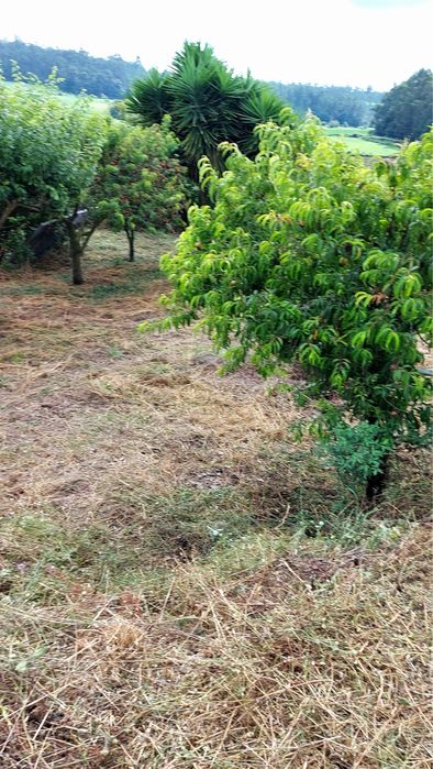 Limpeza de terrenos