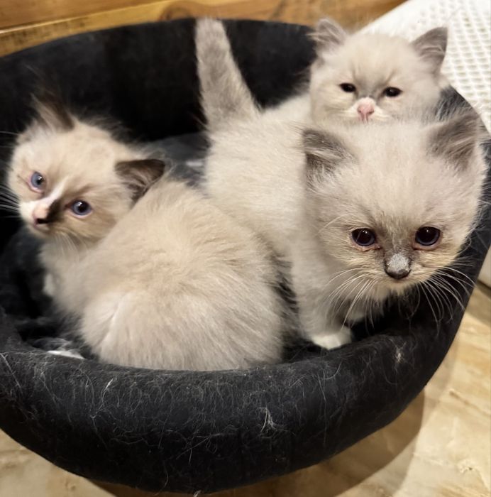 Kocur Ragdoll Blue Bicolor "Gucci" do odbioru za 3 tyg
