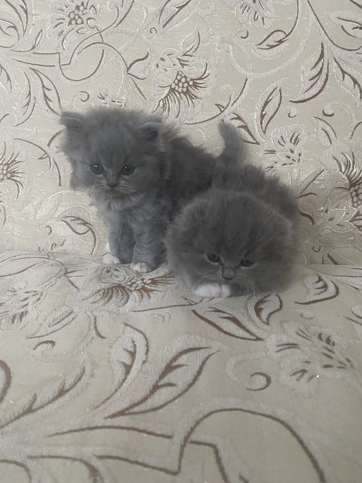 Шотландські кошенята