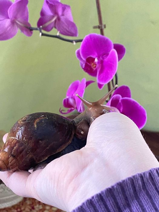 Равлики - Achatina fulica