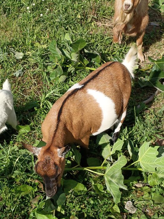 Cabras Anãs - Mãe e filha