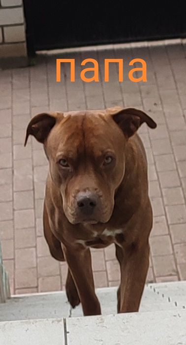 Щенки пит-бультерьера