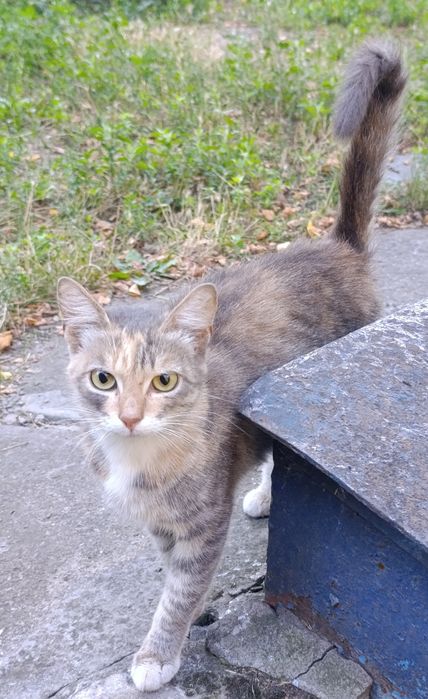 Кошечка в хорошие руки