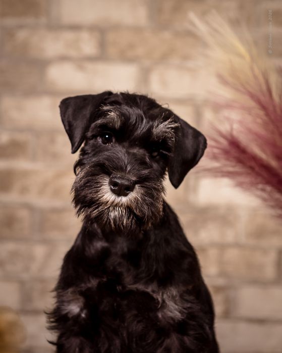 Цуценя цвергшнауцера