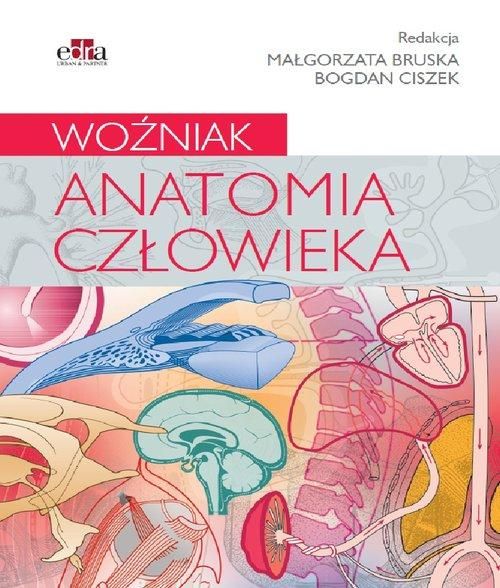 Anatomia Człowieka Woźniak Małgorzata Bruska, Bogdan Ciszek Małgorzata Bruska, Bogdan Ciszek