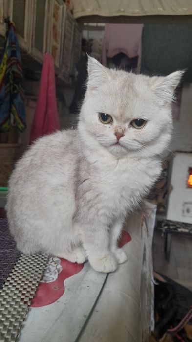 Шотландский котёнок