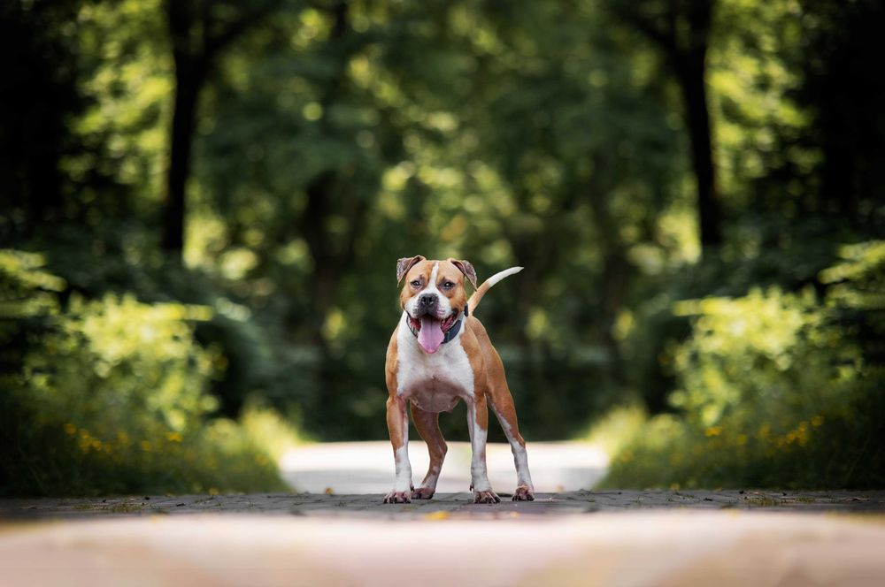 Odebrana z okropnych warunków pitbullka Ginger szuka domu