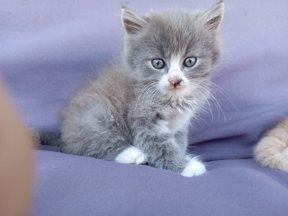 Кошеня дуже гарне