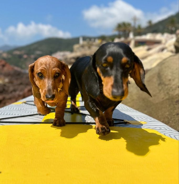 Руді і чорнопідпалий таксята.