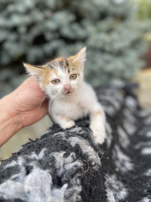 Котята отдам котенок девочка