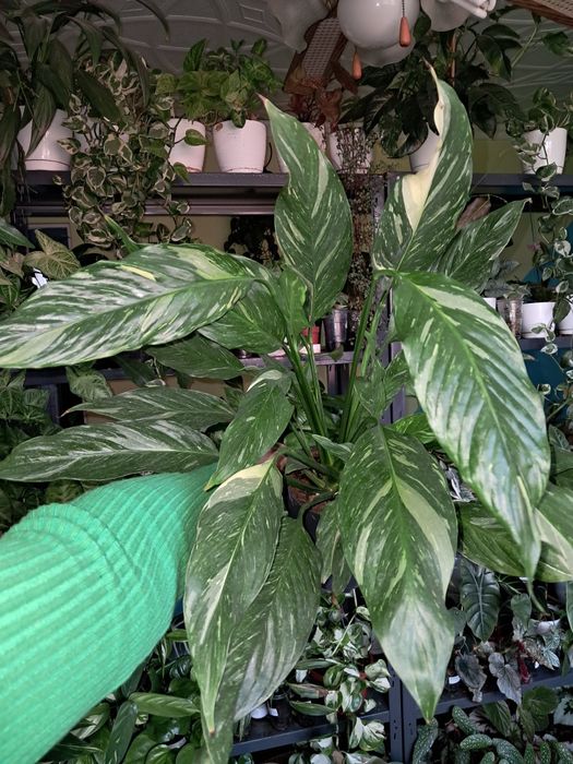 Skrzydlokwiat spathyphillum diamond variegata