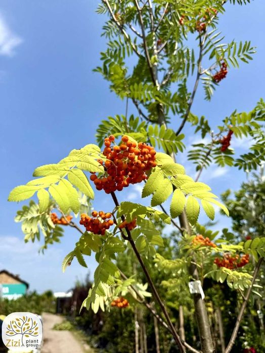 jarząb pospolity, Sorbus aucuparia Wettra, jarzębina obwody 5-12cm