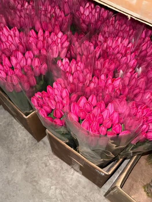 Тюльпани оптом і в роздріб — швидка доставка по Україні