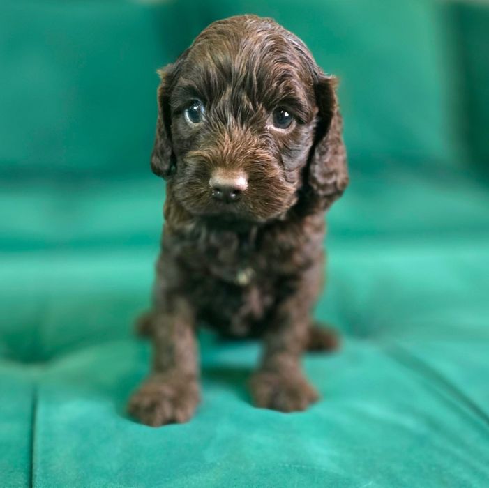 Czekoladowy piesek cockapoo