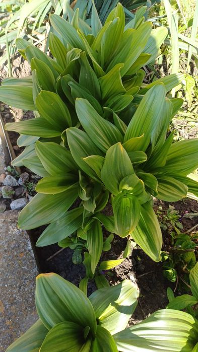 Пізньоцвіт колхікум безвременник