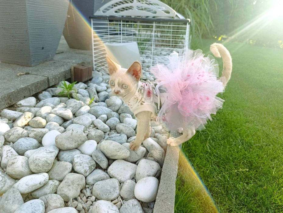 Kotka Devon rex cudo  rodowód FPL
