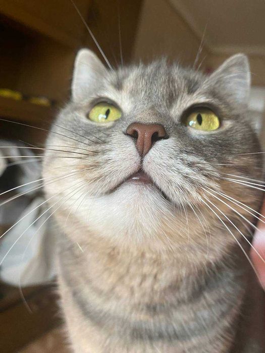 Кошечка ищет новый дом