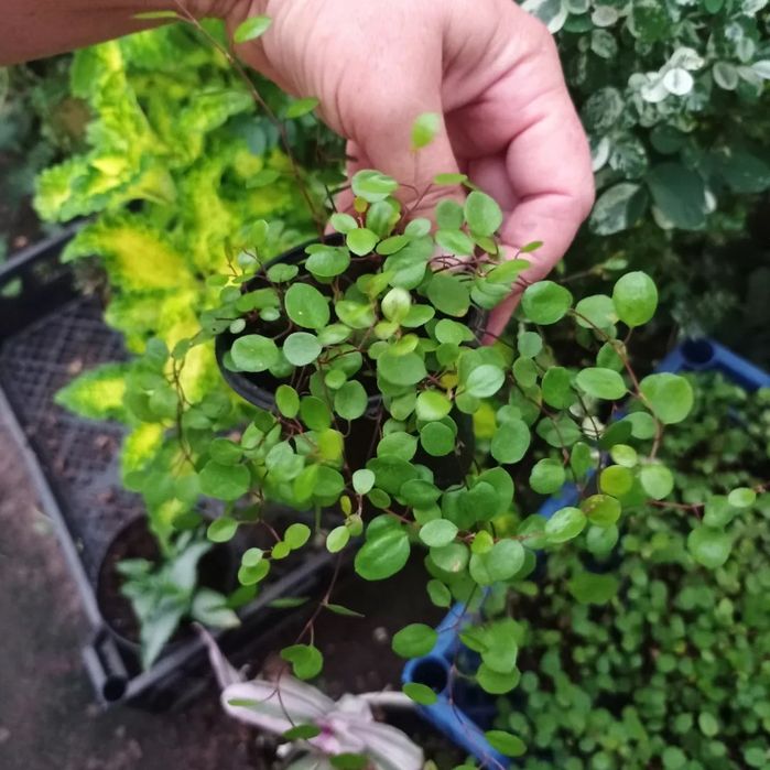 Мюленбекія зелена і варієгатна