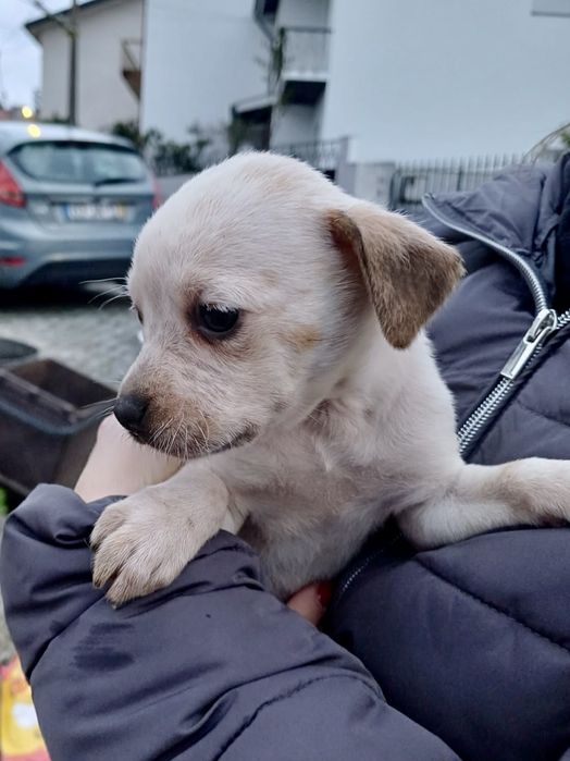 Bebés para adoção responsável