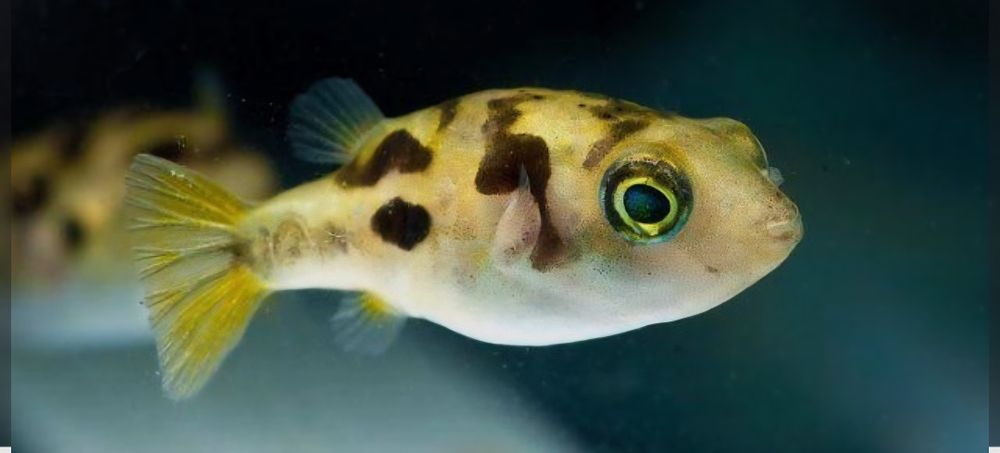 Kolcobrzuch karłowaty