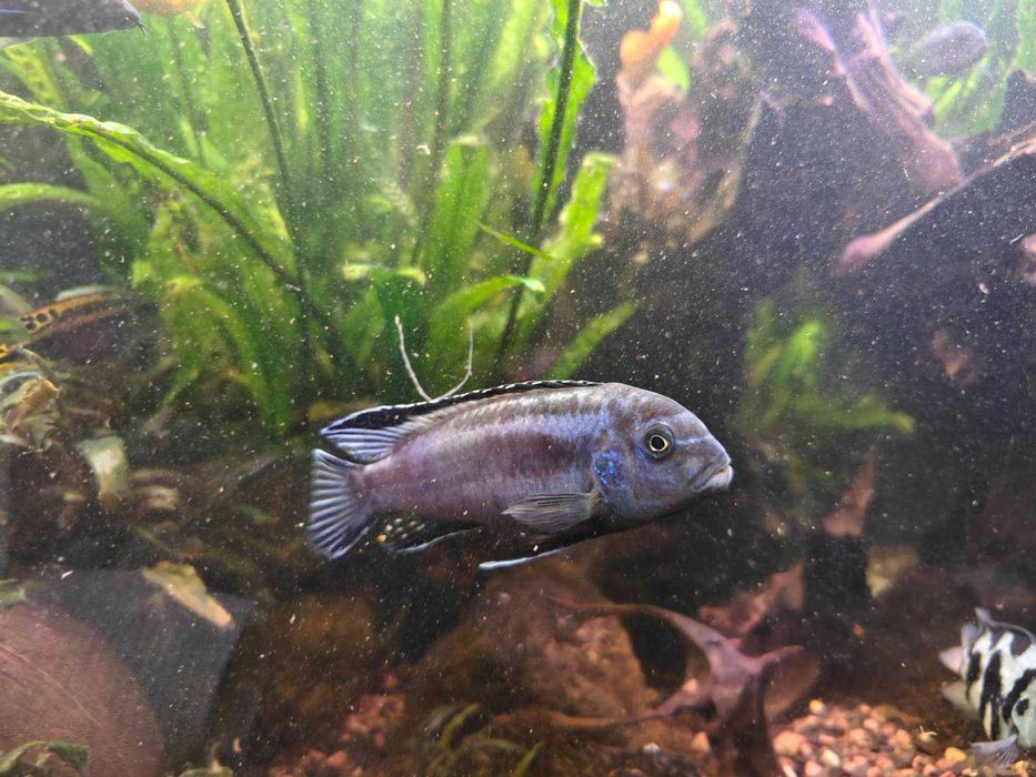 Продам аквариумных рыб