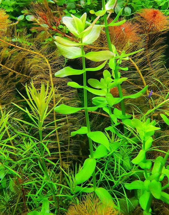 Bacopa Caroliniana, tulipan wodny (2/3 plan) DUŻE SADZONKI!