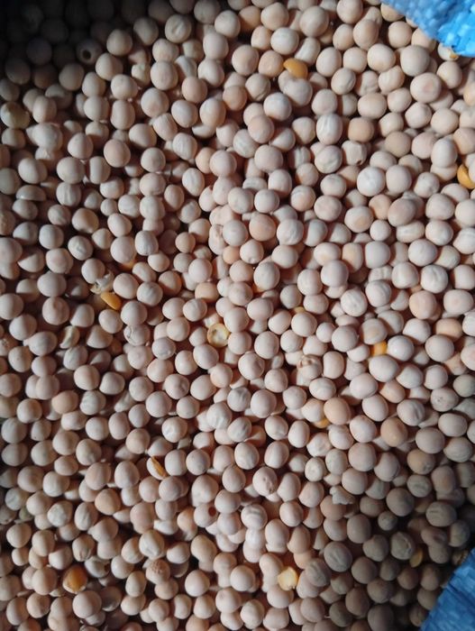 Pszenica ozima, Pszenżyto ozime, Groch