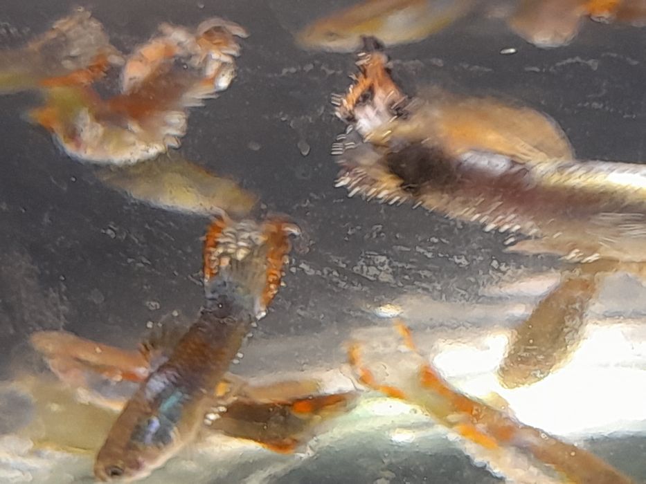 Продж акваріумних рибок гуппі опром і в роздріб