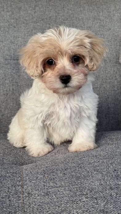 Цуценята Мальтіпу