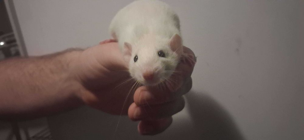 Szczury... Szczurki Dumbo.