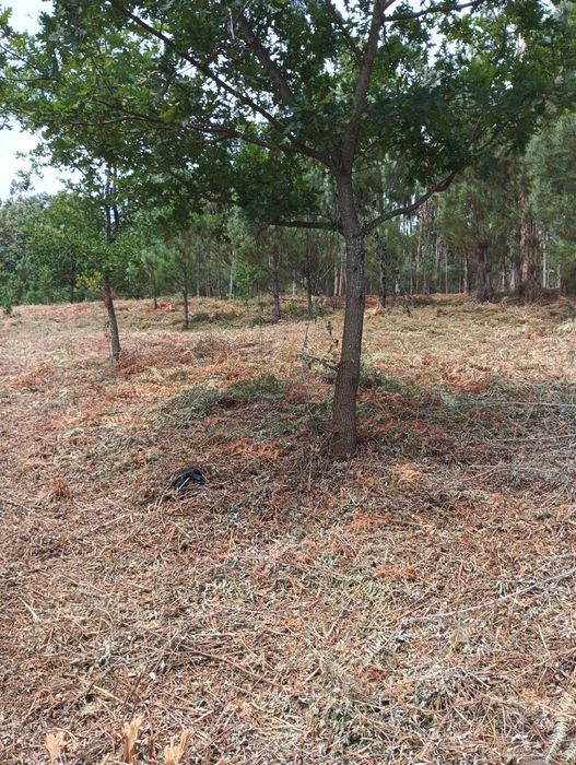 Limpeza dê terrenos e jardim