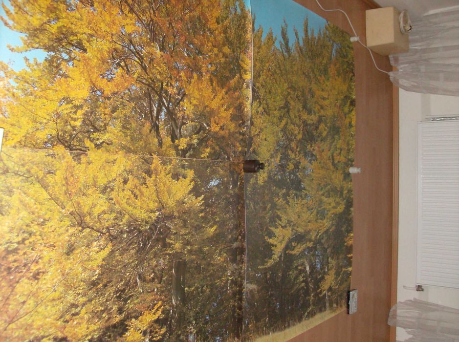 Bardzo ładna niemiecka fototapeta " jesienny las " 240 cm x 170 cm !!