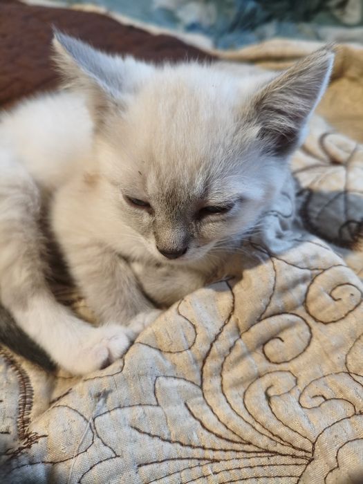 Віддам хороші руки кошенят
