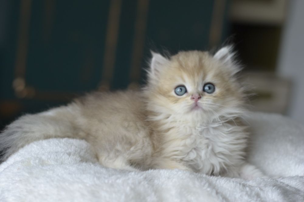 котик золотий британець ніжний малиш