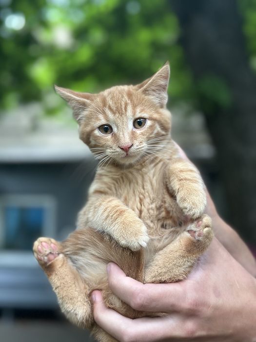 Милые котята ищут дом