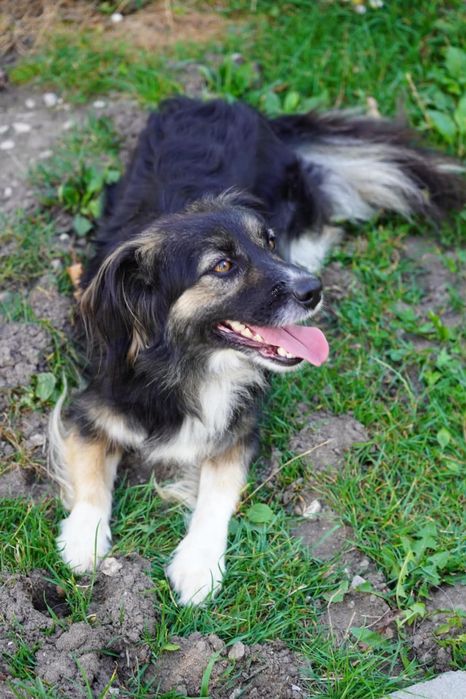 Pies do adopcji BRAWURKA