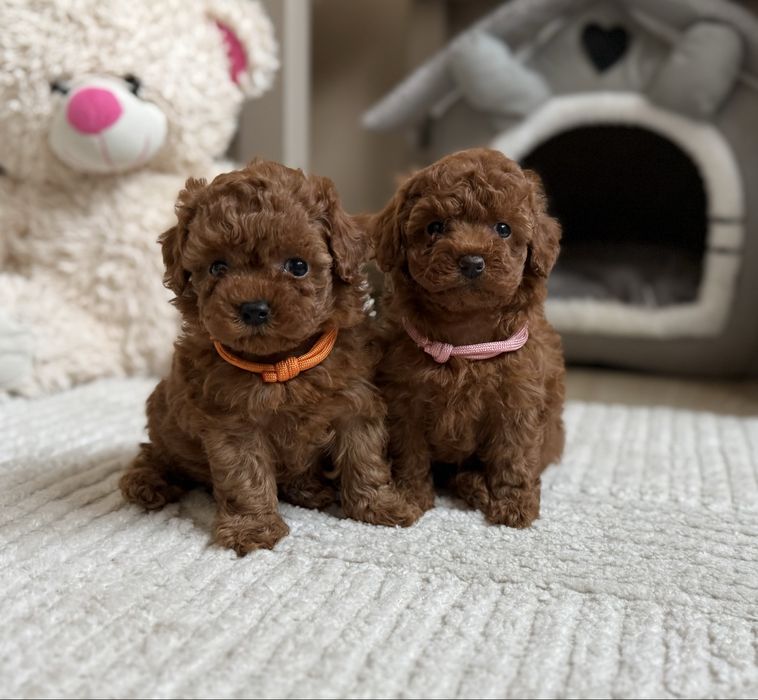 Pudel toy red ( red brown),  xxs, teacup malutkie suczki