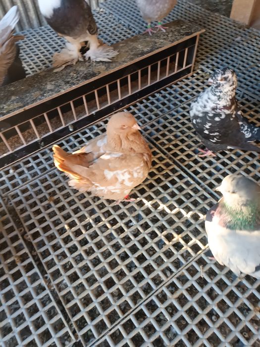 Gołębie kingi dobra klasa