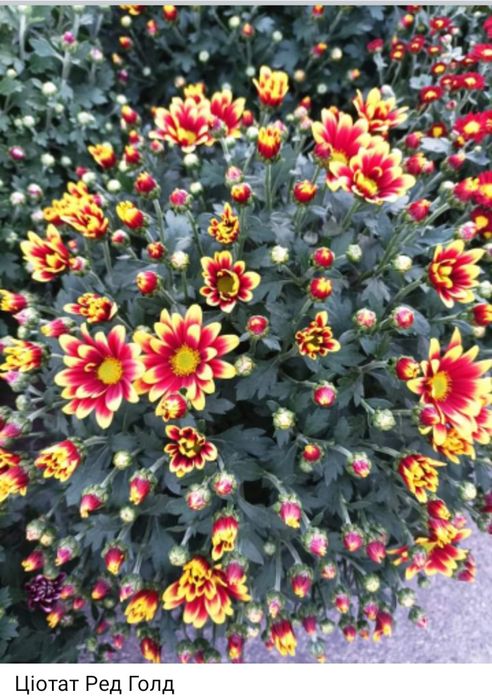 Хризантема мультифлора, середньоквіткова, великоквіткова горшок