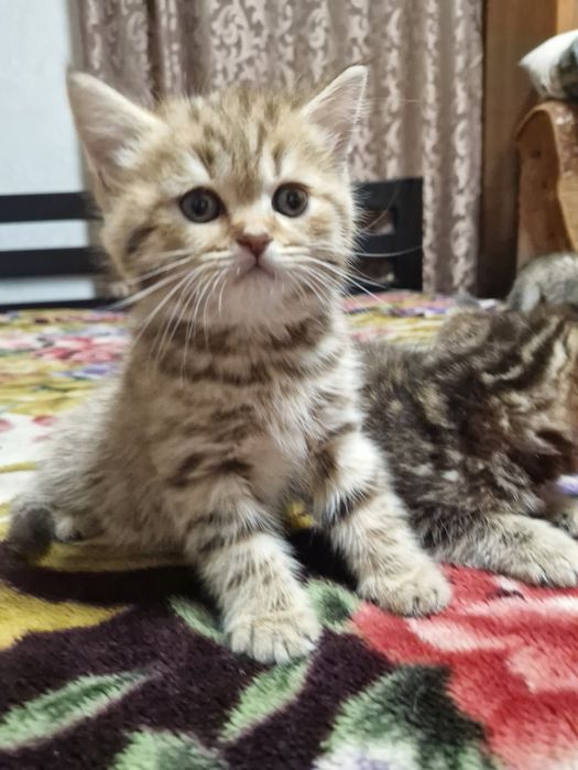 Шотландські чистокровні котинята