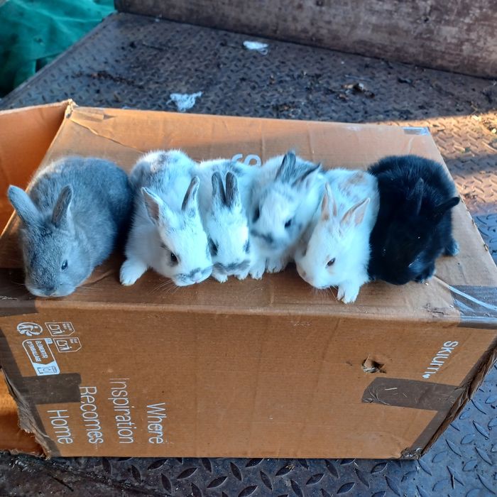 Coelhos anões muito bonitos