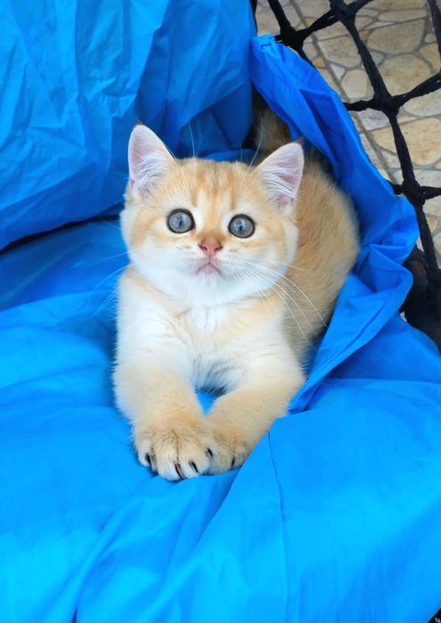 Ручные кукольные малышата, котята золотая шиншилла