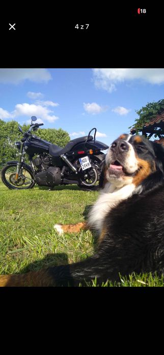 2013 Harley-Davidson Dyna Wide Glide