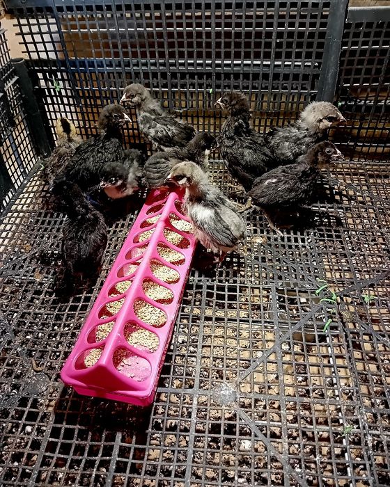 Pisklaki araucany pisklaki rosy kury Rosy kury araukany ekologiczne