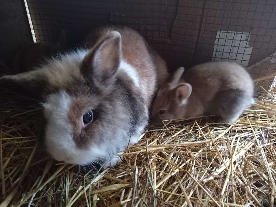 Coelhos anões Lionhead (Cabeça de Leão)