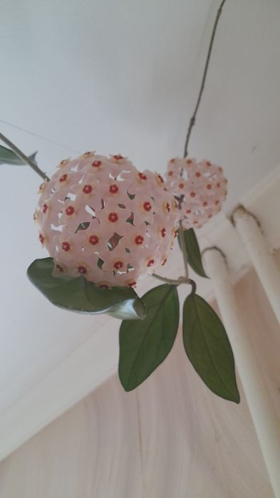 Хойя карноза  восковий плющ